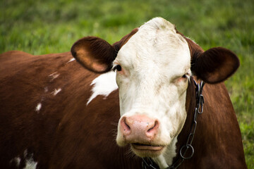 portret krowy na pastwisku - obrazy, fototapety, plakaty