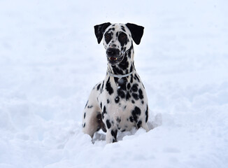 a dalmatian dog running in the snow