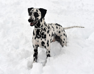 un precioso perro dalmata en la nieve