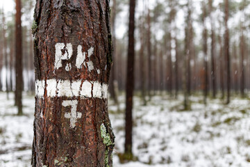 Digital and letter designation painted on the bark of a coniferous tree. Signs left by forest workers.