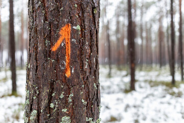 Fototapeta premium Digital designation painted on the bark of a coniferous tree. Signs left by forest workers.