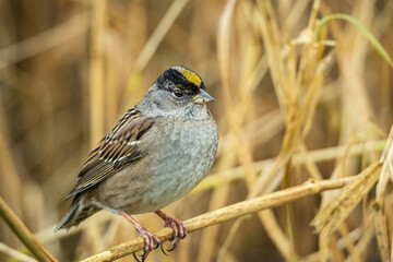 Obraz premium close up of a golden-crowned sparrow resting on a stick of straw in the field