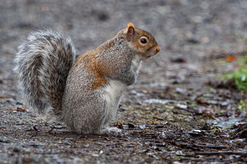 side portrait of one adorable chubby grey squirrel sitting on gravel ground in the park 