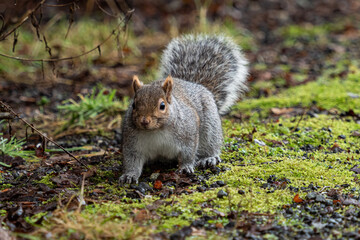 one adorable chubby grey squirrel resting on green moss-covered gravel ground in the park staring...