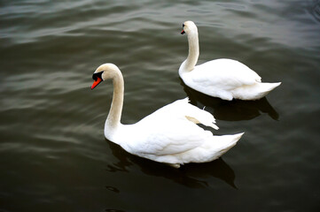 Swans on the lake