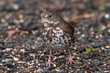 close up of a female golden-crowned sparrow picking up seeds on gravel ground in the park