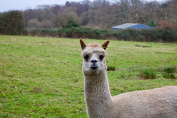 Llama in a green field