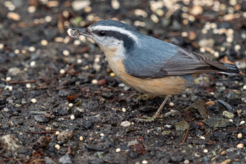 close up of one red-breasted nuthatch bird picking the seeds on the ground in the park