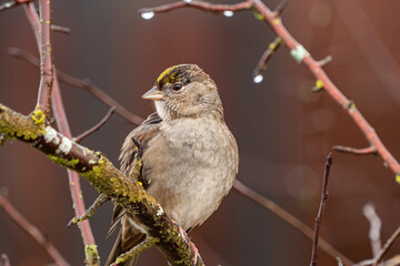 close up of one cute chubby golden-crowned sparrow resting on spiky branch in the park 