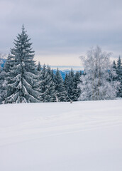 Des arbres gelés dans la montagne avec la neige blanche devant