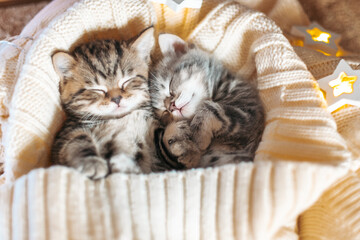 Cute tabby kittens playing sleeping together. Cute baby cats in love. Kids animal cat and cozy home concept. Pets. Taking care of animals. © sushytska