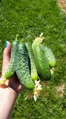 Green cucumbers in woman's hand. Harvest from the bed.