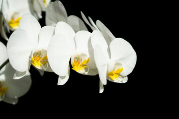 Close-up of white orchids (phalaenopsis) against  black isolated background