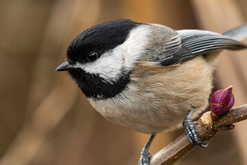 close up of a cute chickadee resting on the branch close to a flower bud in the park