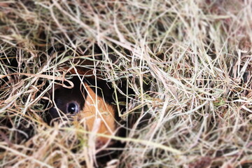 guinea pig hiding in straw