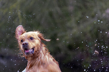 funny looking golden retriever enthusiastically plays in the water.