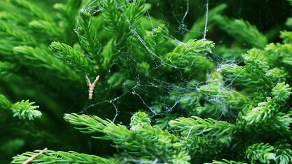 Plants in botanical garden