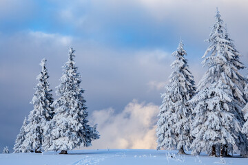 Sunset with heavily snowed trees, Pangarati Peak, Harghita, Transylvania, Romania, Europe