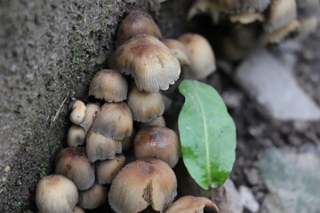 mushrooms in the forest