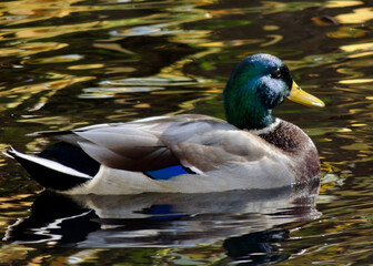 Obraz premium Canard