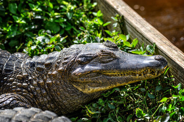 American Alligator in green grass. Closeup of the mouth and teeth.