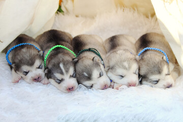 Little husky puppies are sleeping. dream of puppies.