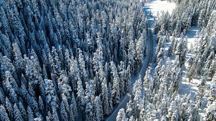Snowy road through trees and forest