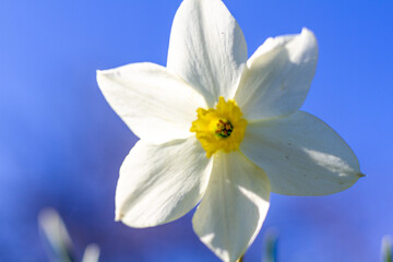 Fototapeta na wymiar Single flower of daffodils, Narcissus poeticus subsp. radiiforus against blue sky background in National park Tara in western Serbia