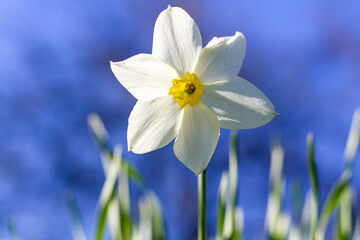 Single flower of daffodils, Narcissus poeticus subsp. radiiforus against blue sky background in National park Tara in western Serbia