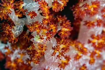 Underwater macro shot of red and orange coral