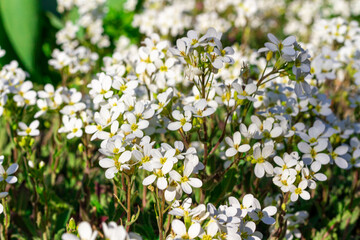 grass with white flowers. Background.