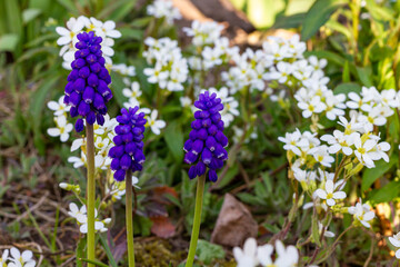 Purple flowers Muscari . Nature photography. Close-up