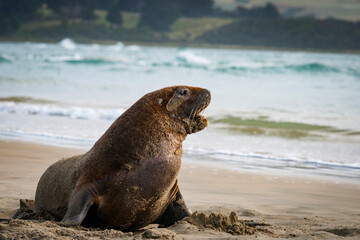 Naklejka premium NZ Fur Seals sunning themselves on Catlins beach.