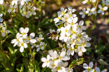 honey bee pollinating white blossoms, close up, macro shot of collecting bees.