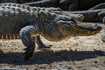 Fototapeta premium American Alligator. Walking on rocks.