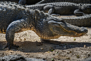 American Alligator. Walking on rocks.