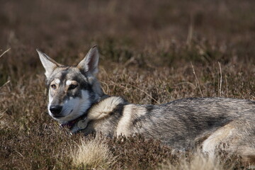 Northern Inuit (kennel name: Machine Lady Artemis) , Elsack Moor, North Yorkshire, England