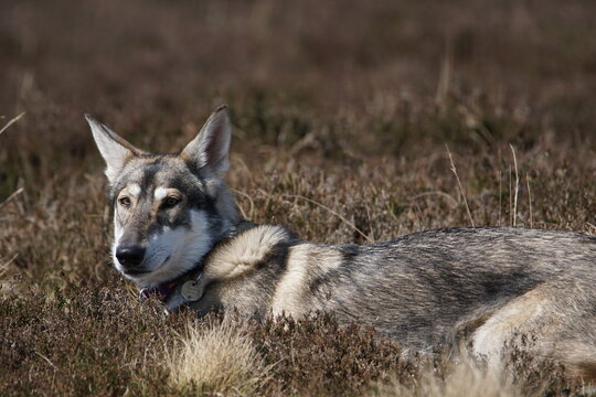 Northern Inuit (kennel name: Machine Lady Artemis) , Elsack Moor, North Yorkshire, England