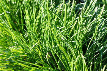 Closeup of lush uncut green grass with drops of dew in soft morning light.