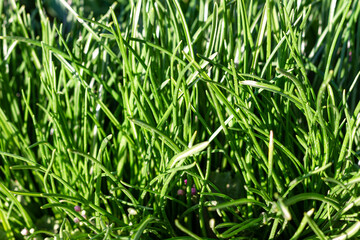 Closeup of lush uncut green grass with drops of dew in soft morning light.