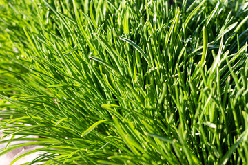 Closeup of lush uncut green grass with drops of dew in soft morning light.