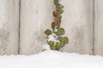 ivy climbing at a garden wall in winter