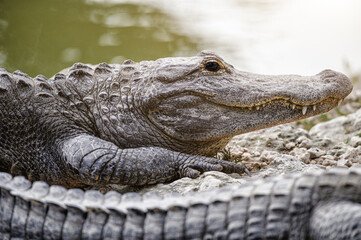 Fototapeta premium American Alligator. Walking on rocks.