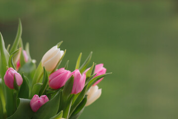 Obraz premium Tulips on a green background for a Womens Day, Mother Day, 8 march or Valentines day. The concept of holidays and good morning wishes.
