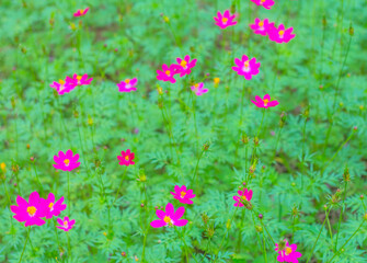 Fototapeta na wymiar Pink starburst flower blooming on blurred background