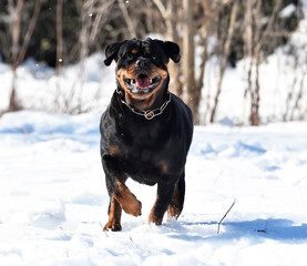 un poderoso perro rottweiler en la nieve