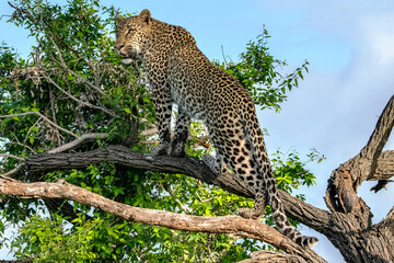 'Shangwa' Male Leopard - Dulini Lodge / Sabi Sand Game Reserve