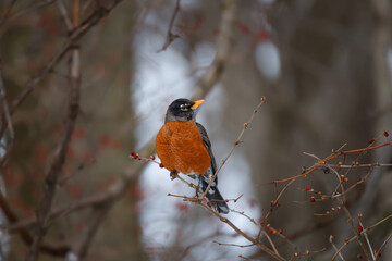 American Robin perched on a small limb staring at a few berries on a cloudy winter day. 