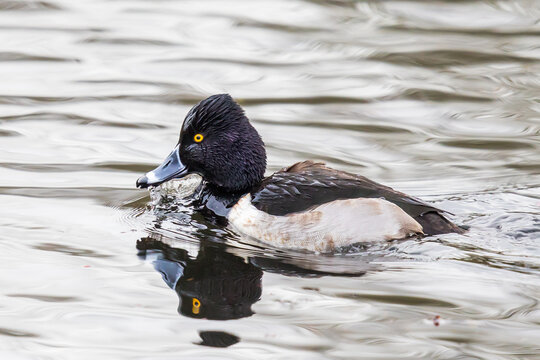 Portrait of a Wet Ring-Necked Duck Swimming After Taking a Drink