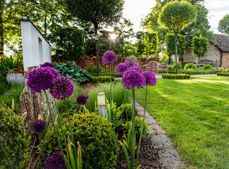 Piękny zielony ogród z zadbanym trawnikiem i pięknymi fioletowymi kwiatami